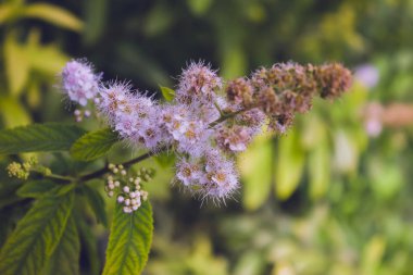 Güzel yaz çiçekleri bir bahçe bahçesinde yakın plan çekimleri güneşli bir yaz gününde.