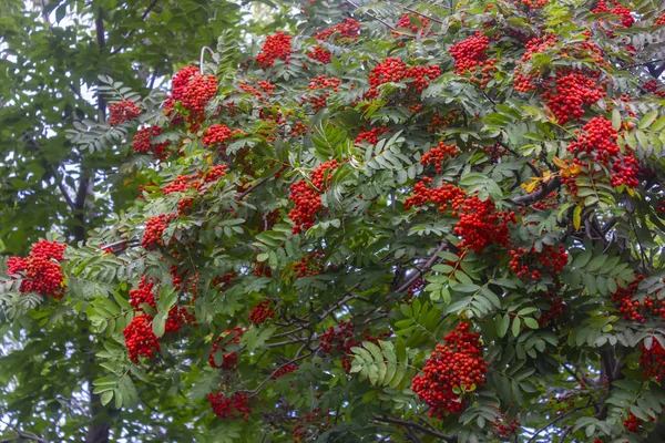 Rowan gałęzie z dojrzałych owoców zbliżenie. Czerwone jagody łabędzie na gałęziach drzewa łabędzia, dojrzałe jagody łabędzia zbliżenie i zielone liście. — Zdjęcie stockowe