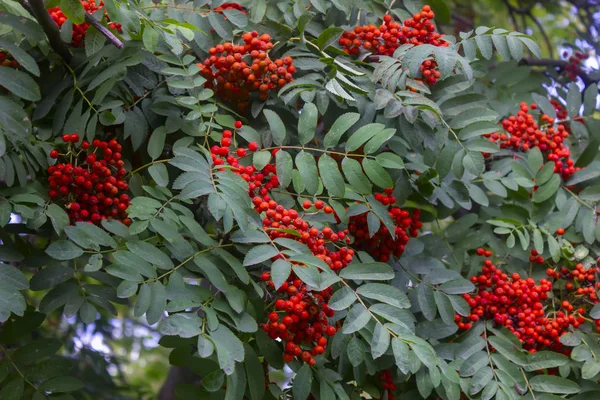 Olgun meyveli Rowan dalları. Kükremiş ağaç dallarında kırmızı yaban mersini, olgun kızılcık üzümleri yakın çekim ve yeşil yapraklar.. — Stok fotoğraf