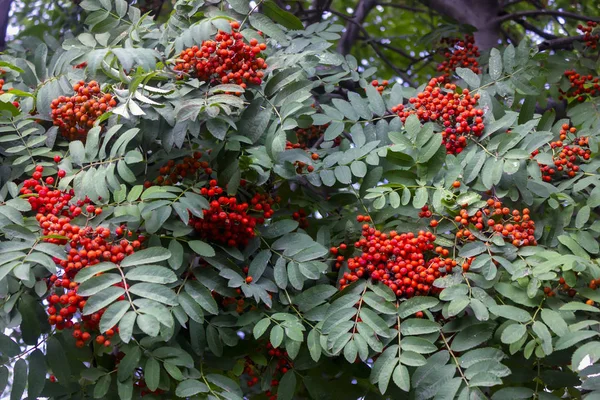 Rowan grenar med mogna frukter närbild. Röda rönnnnnnnnnnnnnnnnbär på rönnnnnens grenar, mogna rönnnnnnnnbär närbild och gröna blad. — Stockfoto