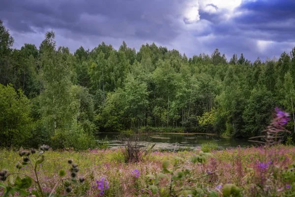 Summer meadow landscape with green grass and wild flowers on the background of a forest. — Stock Photo, Image