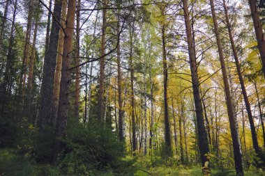 Orman kenarında gün batımı. Sonbahar manzarası.