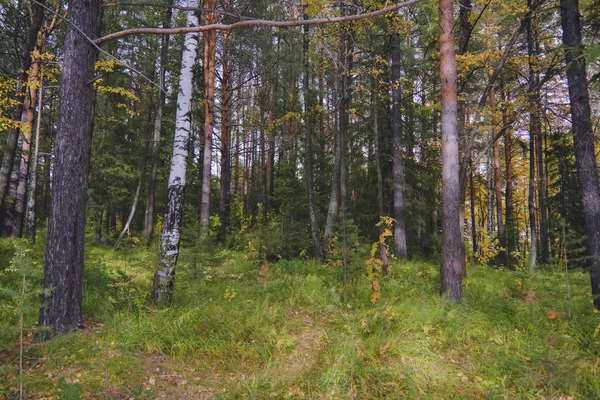 Coucher de soleil à la lisière de la forêt. Paysage d'automne . — Photo