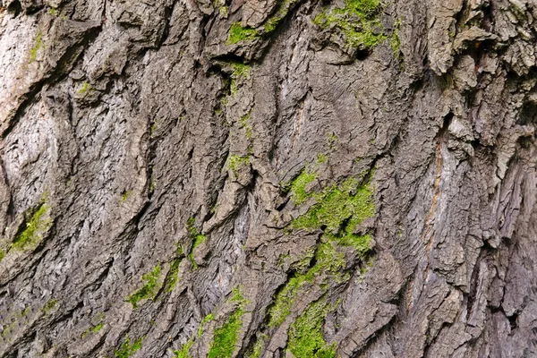 Moos bedeckt alten Holz Textur Hintergrund. Textur der Baumrinde mit grünen Pflanzen. — Stockfoto