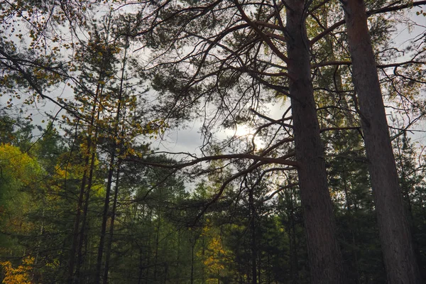 Pôr do sol na borda da floresta. Paisagem de outono . — Fotografia de Stock