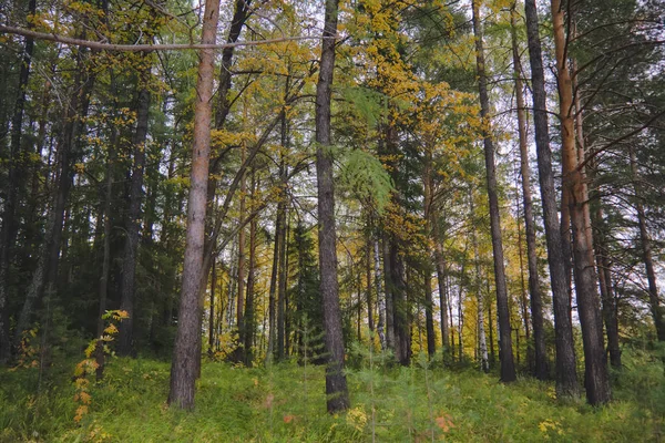 Pôr do sol na borda da floresta. Paisagem de outono . — Fotografia de Stock