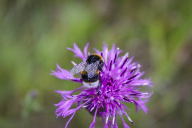 Büyük bir tüylü bumblebee bir burdock çiçek nektar toplar.