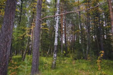 Orman kenarında gün batımı. Sonbahar manzarası.