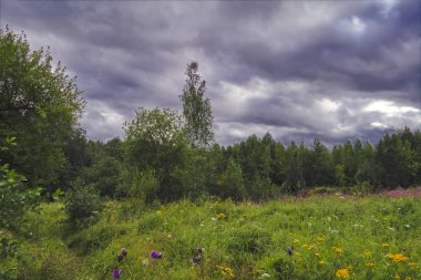 Bir ormanın arka planda yeşil çim ve vahşi çiçekler ile yaz çayır manzara.