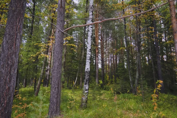 Orman kenarında gün batımı. Sonbahar manzarası.