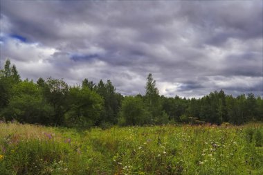 Bir ormanın arka planda yeşil çim ve vahşi çiçekler ile yaz çayır manzara.