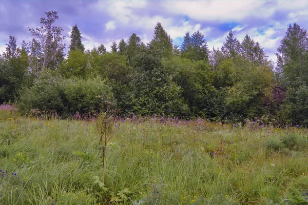 Lato łąka krajobraz z zielonej trawy i dzikie kwiaty na tle lasu. — Zdjęcie stockowe