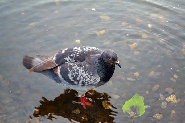 Duiven op de rivier in het Park close-up. Duif is het vinden van eten op rotsen in de buurt van de rivier. — Stockfoto