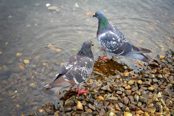 Duiven op de rivier in het Park close-up. Duif is het vinden van eten op rotsen in de buurt van de rivier. — Stockfoto