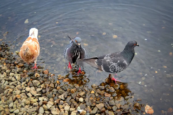 Duiven op de rivier in het Park close-up. Duif is het vinden van eten op rotsen in de buurt van de rivier. — Stockfoto