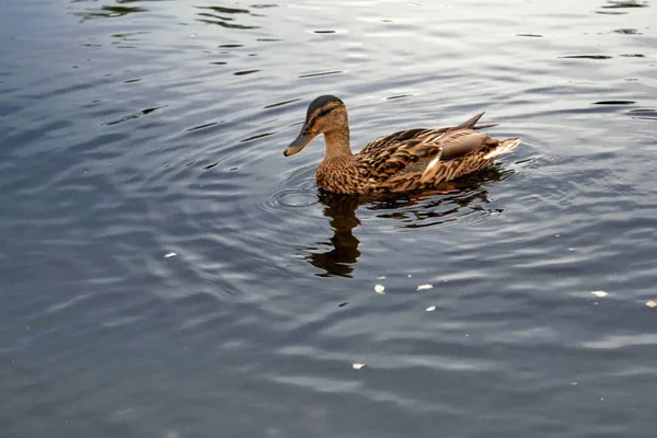 Wild duck floating on the river in the park close-up. — Stock Photo, Image