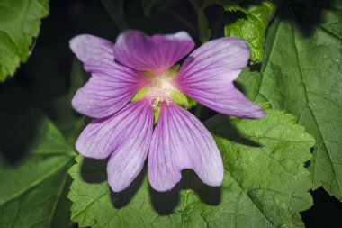 Bulanık arka plan yakın çekim pembe ebegümeci çiçek. Pembe gül ebegümeci çiçek bahçede büyüyen.