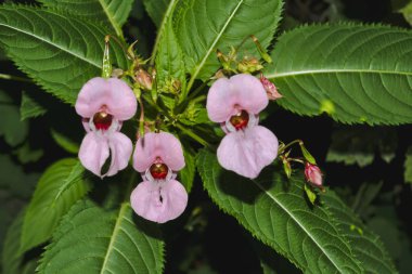 Güzel yaz çiçekleri bir bahçe bahçesinde yakın plan çekimleri güneşli bir yaz gününde.
