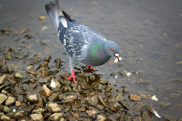 Duiven op de rivier in het Park close-up. Duif is het vinden van eten op rotsen in de buurt van de rivier. — Stockfoto