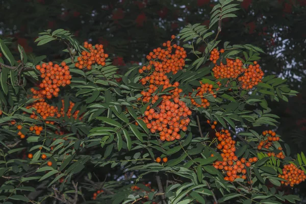 Vogelbeerzweige mit reifen Früchten in Nahaufnahme. Rote Vogelbeeren auf den Ästen der Eberesche, reife Vogelbeeren in Nahaufnahme und grüne Blätter. — Stockfoto