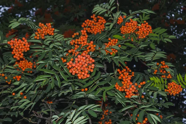 Rowan takken met rijp fruit close-up. Rode lijsterbessen op de lijsterbessen, rijpe lijsterbessen en groene bladeren. — Stockfoto