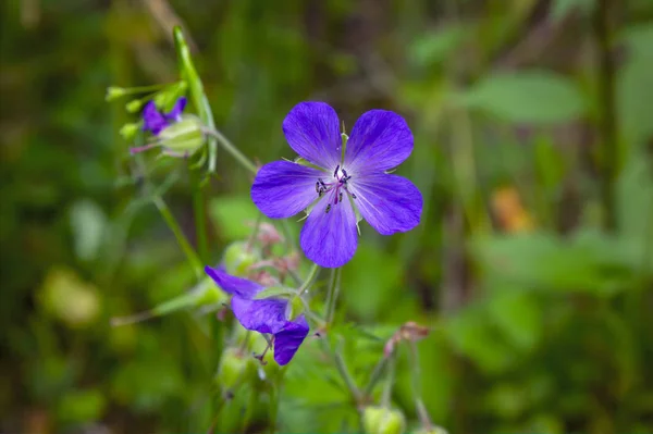 Uma flor de gerânio crescendo em um prado de verão . — Fotografia de Stock