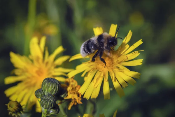 Eine große zottelige Hummel sammelt Nektar aus einer leuchtend gelben Blüte. — Stockfoto