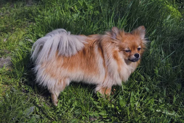 En liten lurvig hund går på en grön gräsmatta. — Stockfoto