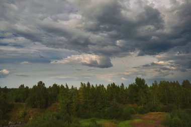 Bir ormanın arka planda yeşil çim ve vahşi çiçekler ile yaz çayır manzara.