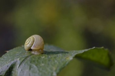 Bulanık bir arka plan üzerinde yeşil bir yaprak üzerinde salyangoz.