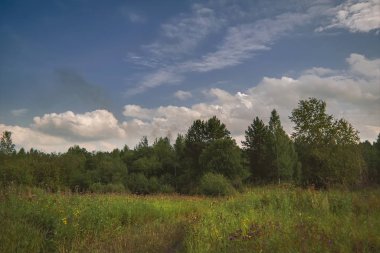 Bir ormanın arka planda yeşil çim ve vahşi çiçekler ile yaz çayır manzara.