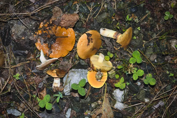 Färsk skuren ätlig skogssvamp på bakgrund av skogsmarkens närbild. — Stockfoto