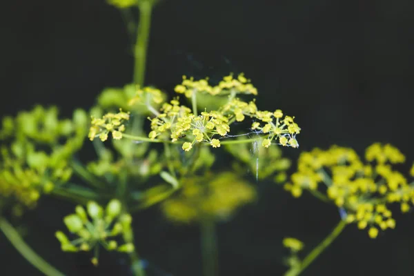 Fiori selvatici in primo piano. Fiori selvatici in una natura prato. Sfondo estivo naturale con fiori selvatici nel prato al mattino raggi di sole . — Foto Stock