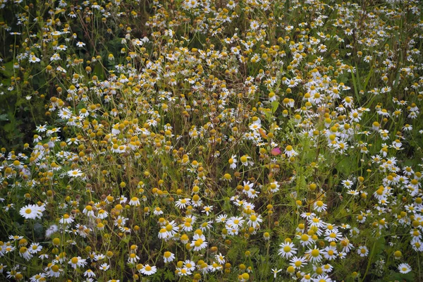 Kamomill blommor på en sommaräng. Fält Chamomiles blommor närbild. — Stockfoto