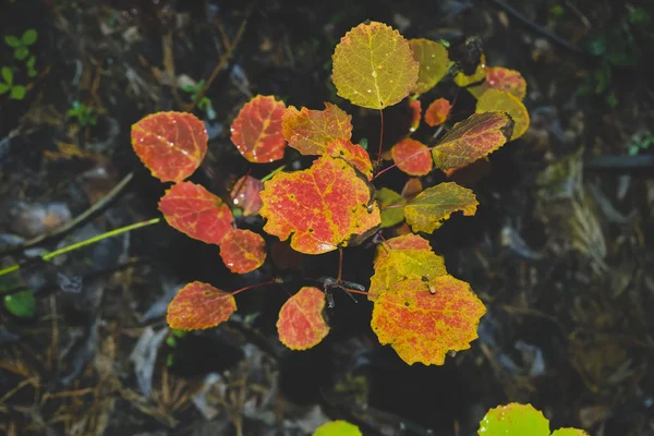 Hojas de otoño de álamo. Primer plano de las hojas de álamo caído . — Foto de Stock