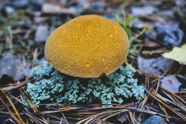 Xerocomus Pilz auf dem Hintergrund umgestürzter Nadeln im Wald in Großaufnahme. — Stockfoto