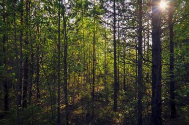 Orman yaz manzara çalılık aydınlatan batan güneşin ışınları.