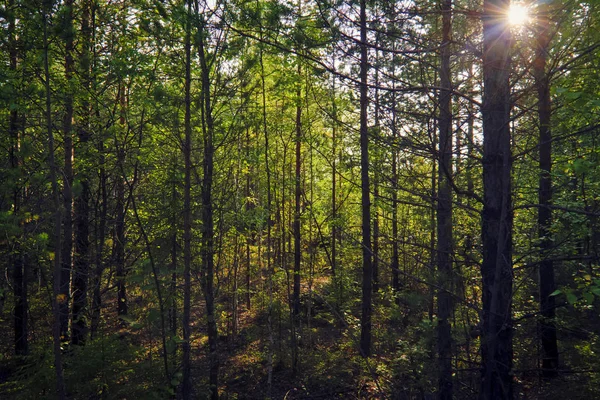 Los rayos del sol poniente iluminan la espesura del paisaje de verano del bosque . — Foto de Stock