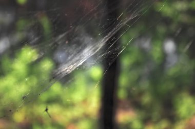 Bulanık yeşil arka planda örümcek ağı.