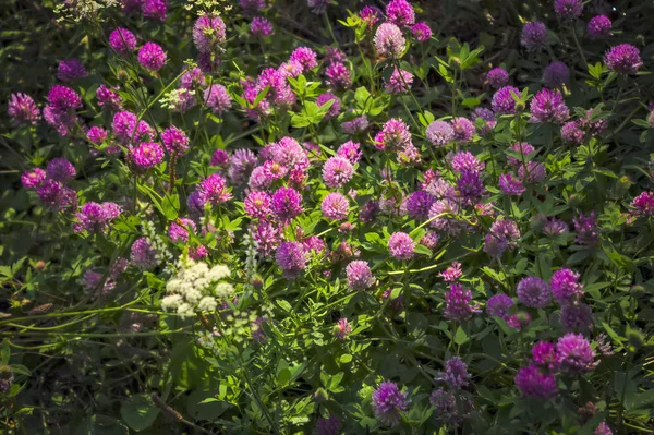 Kwitnąca koniczyna na letniej łące. Kwitnący koniczyna purpurowy odcień. — Zdjęcie stockowe