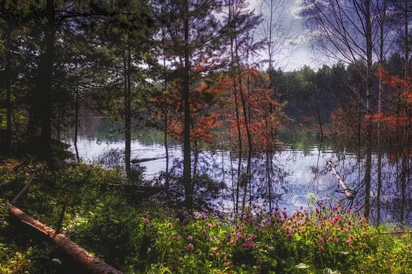 Letni krajobraz na brzegu lasu jeziora z przezroczystą błękitną wodą. — Zdjęcie stockowe
