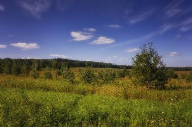 Bir ormanın arka planında çimenler ve yabani çiçeklerle yaz çayır ı.