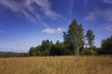 Bir ormanın arka planında çimenler ve yabani çiçeklerle yaz çayır ı.