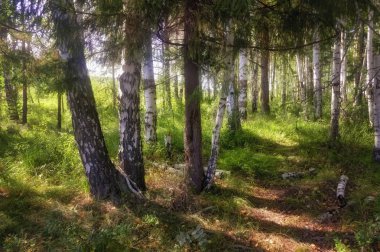 Güneşin aydınlattığı bir huş ormanında yaz sahnesi. Yeşil huş ormanı ile yaz manzara. Beyaz huş ağacı ve yeşil yapraklar.
