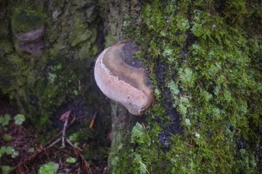 Ormanda yeşil yosunla kaplı bir ağaç gövdesindeki ağaç mantarının yakın çekimi. Ağaç gövdesinde mantar, makro yakın.