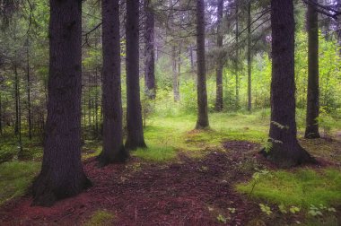 Kozalaklı ormanda sisli sabah. Sonbahar manzarası. Eski ladinile gün doğumunda orman.