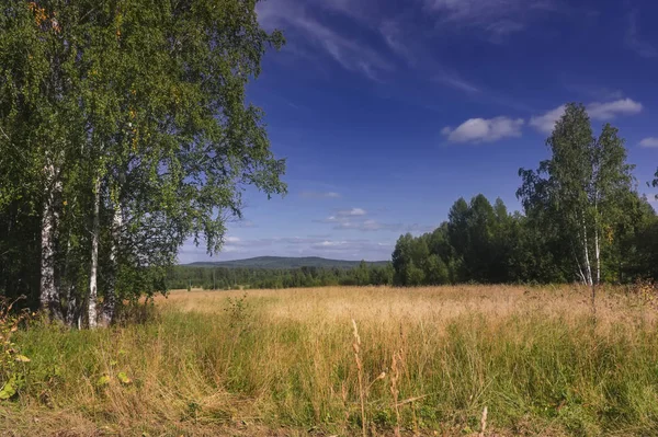 Летний луговой пейзаж с травой и дикими цветами на фоне леса . — стоковое фото