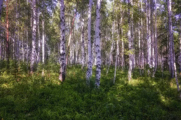 Nyári jelenet a nyírfa erdőben, a nap megvilágított. Nyári táj zöld nyírfa erdővel. Fehér Birches Guest és zöld levelek. — Stock Fotó