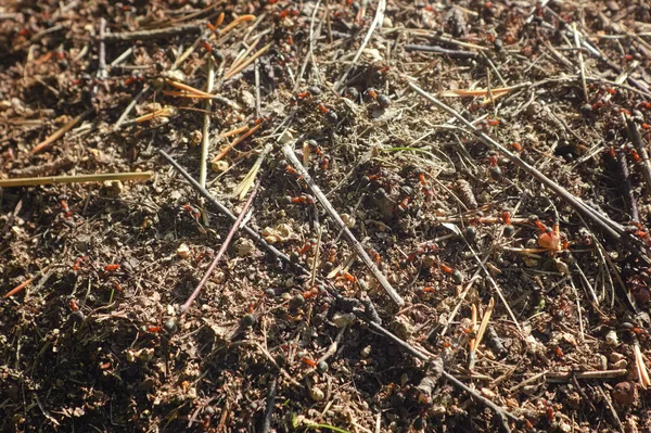ANT Hill czerwony las mrówki zbliżenie. Czerwone mrówki na podłodze leśnej. — Zdjęcie stockowe