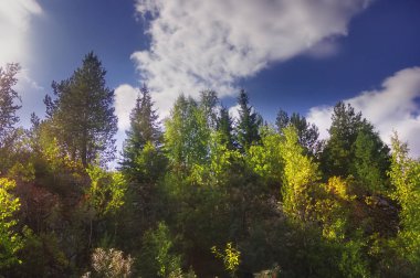 Orman kenarında gün batımı. Sonbahar manzarası.